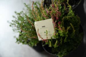 Famalicão oferece árvores aos munícipes