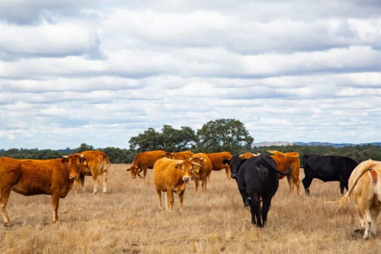 UMinho cria embalagens que ajudam a preservar carne Alentejana
