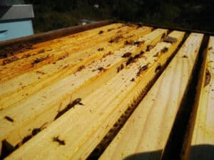 Investigadores da UMinho utilizam produto das colmeias para preservar frutas