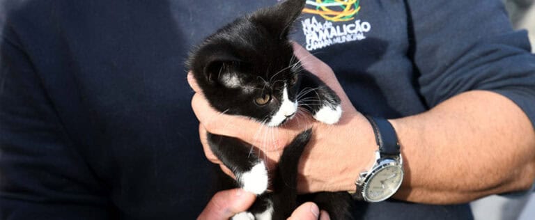 Município de Famalicão disponibiliza 50 mil euros para cheques veterinários