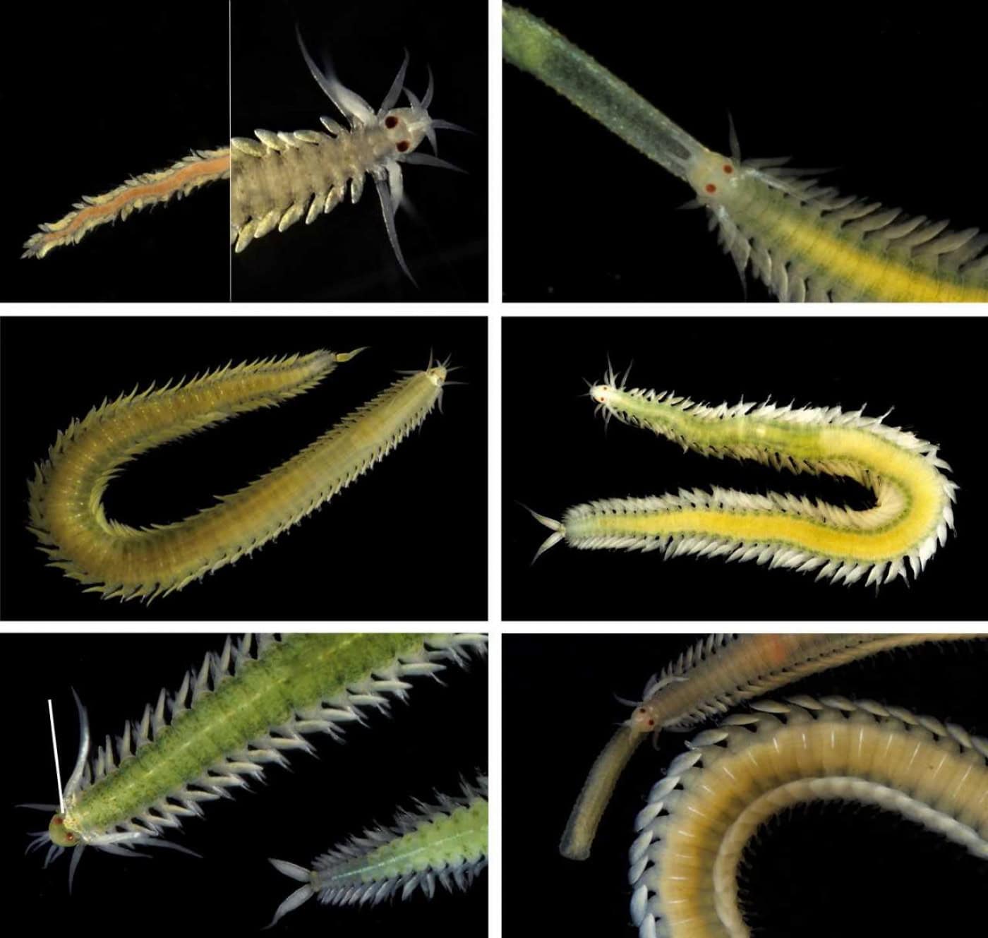 Investigadores da UMinho descobrem novas espécies de animais marinhos