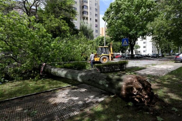 Câmara de Braga tem de indemnizar família de vítima mortal de queda de árvore&nbsp;