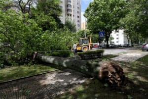 CMB não recorre e paga105 mil euros a família de vítima mortal de queda de árvore