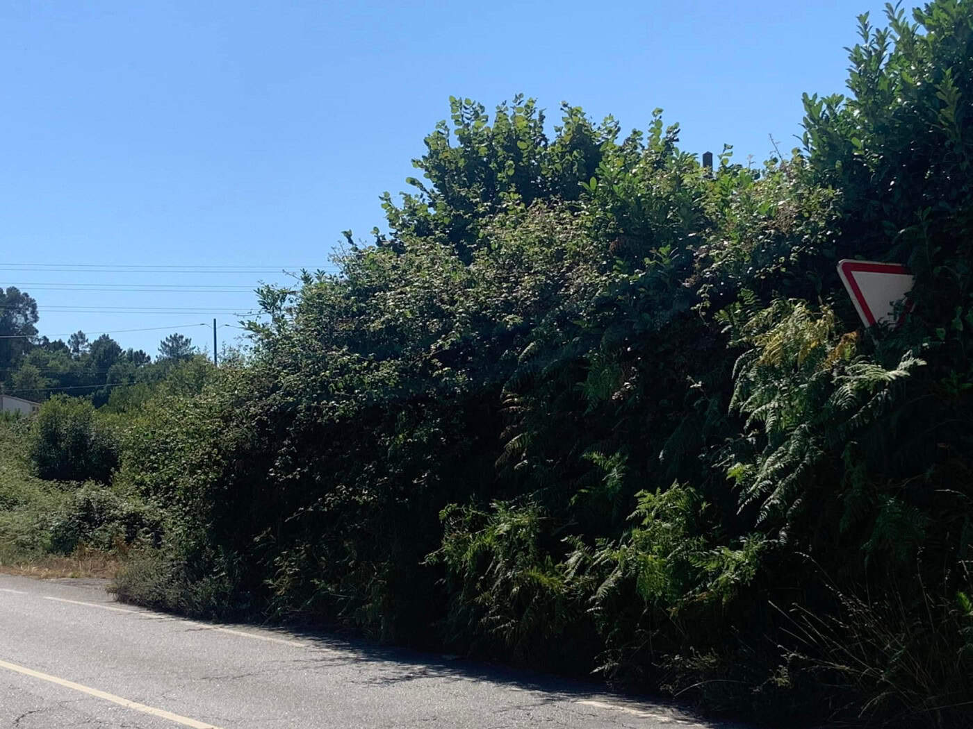 UF Crespos e Pousada alerta para falta de visibilidade na EN 205/4 e risco de incêndio