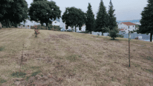 Morador de Nogueira denuncia arboricídio. Junta vai apurar responsabilidades