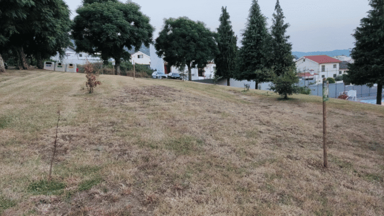 Morador de Nogueira denuncia arboricídio. Junta vai apurar responsabilidades