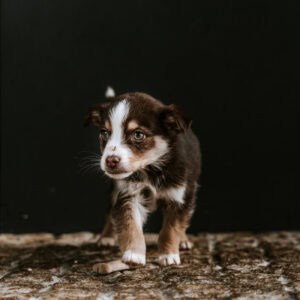 GNR regista 66 denúncias por abandono e maus-tratos a animais em Braga