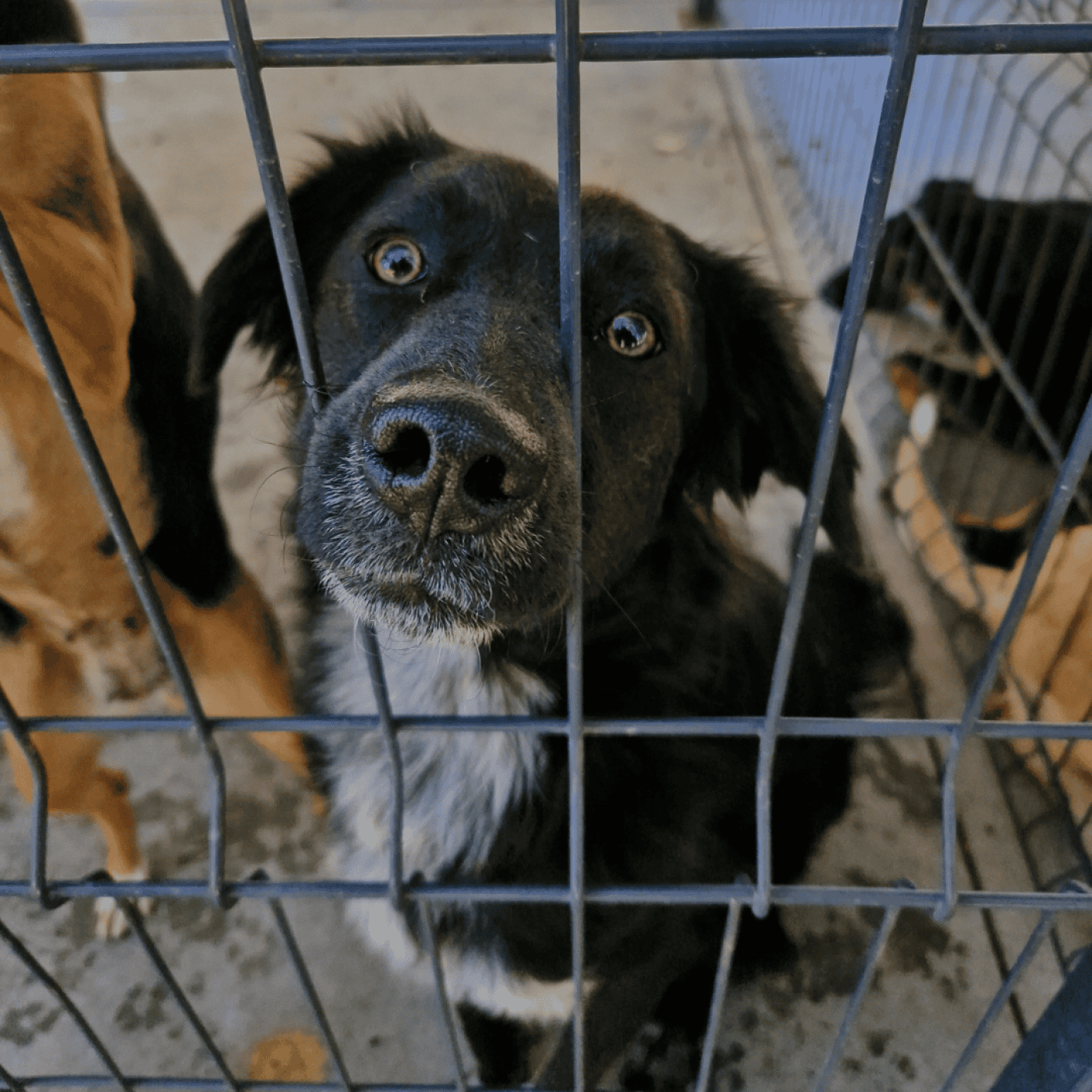 Canil de Braga está de portas abertas para dar a conhecer os seus patudos