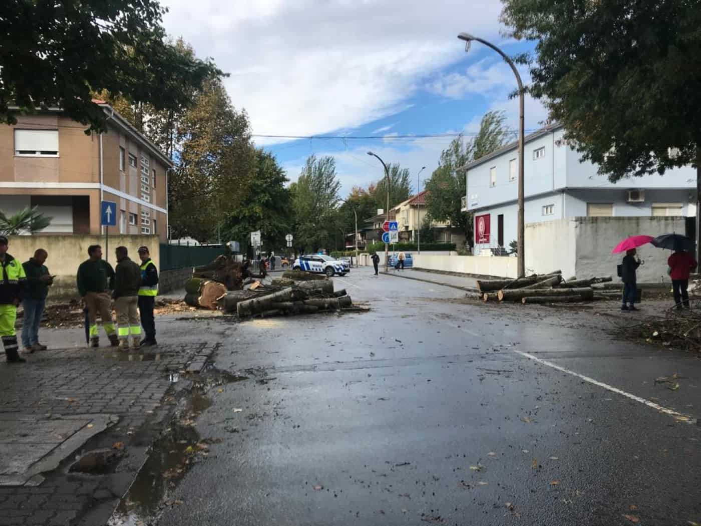 Mau tempo provoca queda de árvore junto à Segurança Social