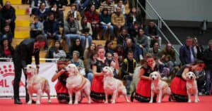 Caninos, felinos e animais exóticos 'invadem' Altice Forum Braga
