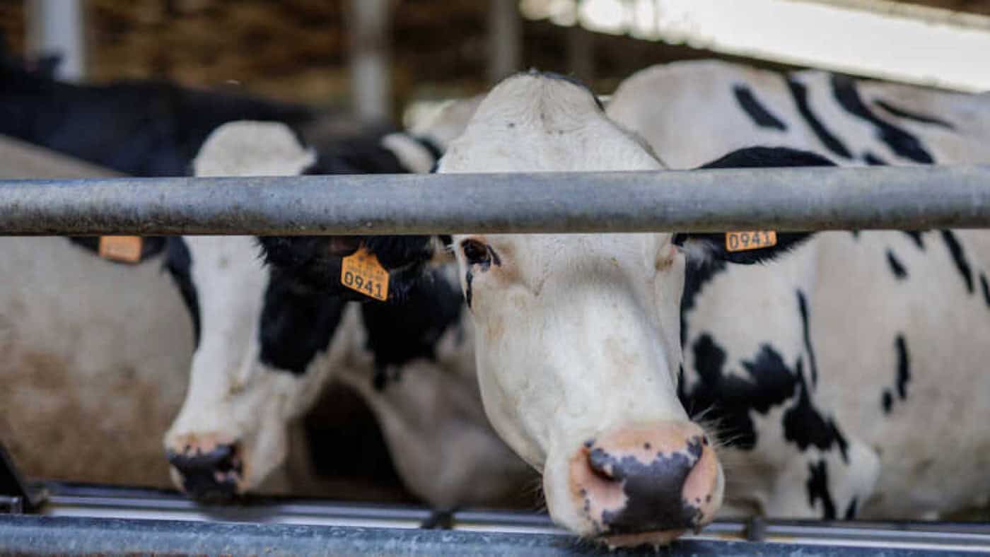 Leite sem grandes aumentos em janeiro, mas resto do ano ainda é incógnita