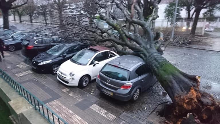 Queda de árvore dificulta trânsito na Rua 25 de Abril