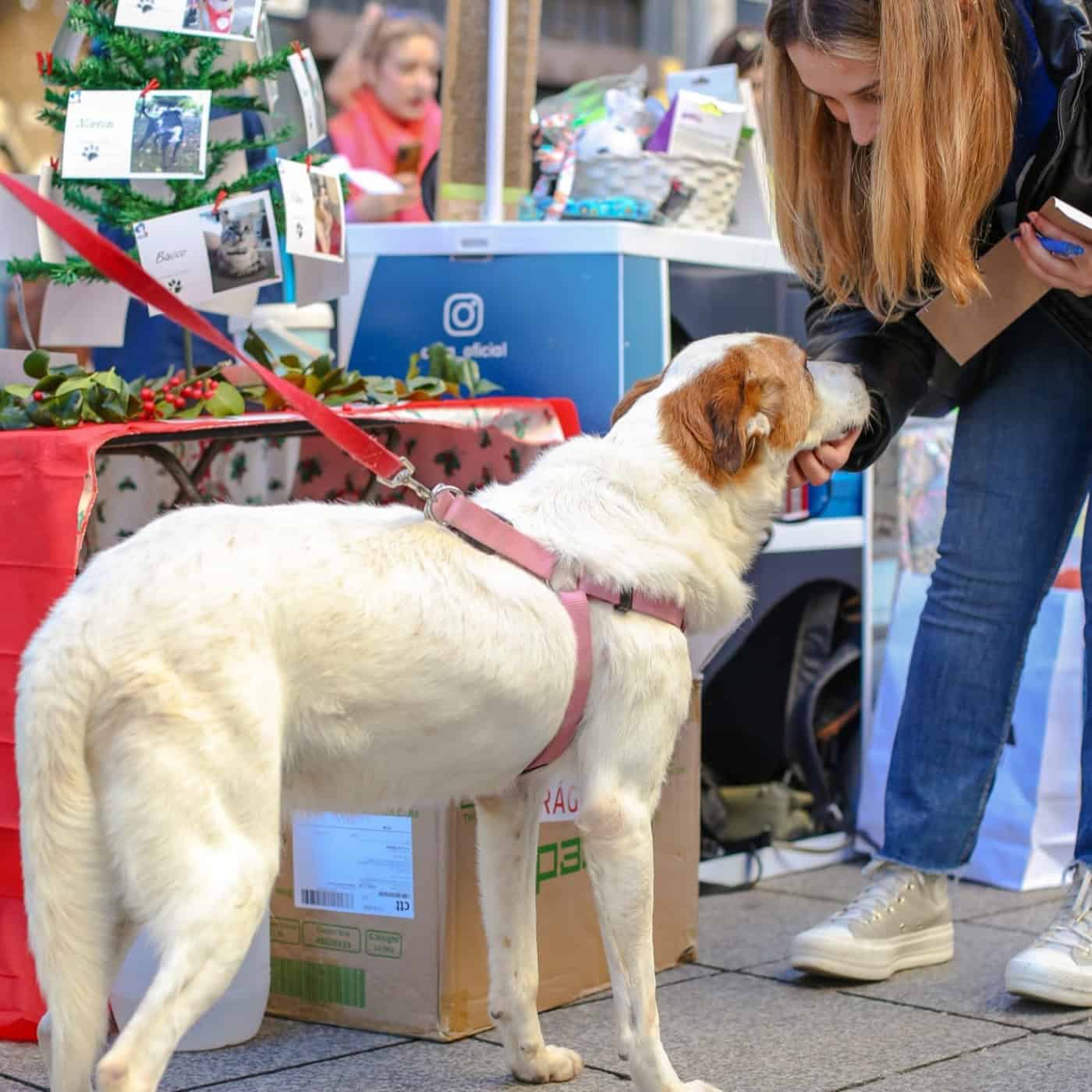 Câmara de Braga reforça investimento para esterilização animal