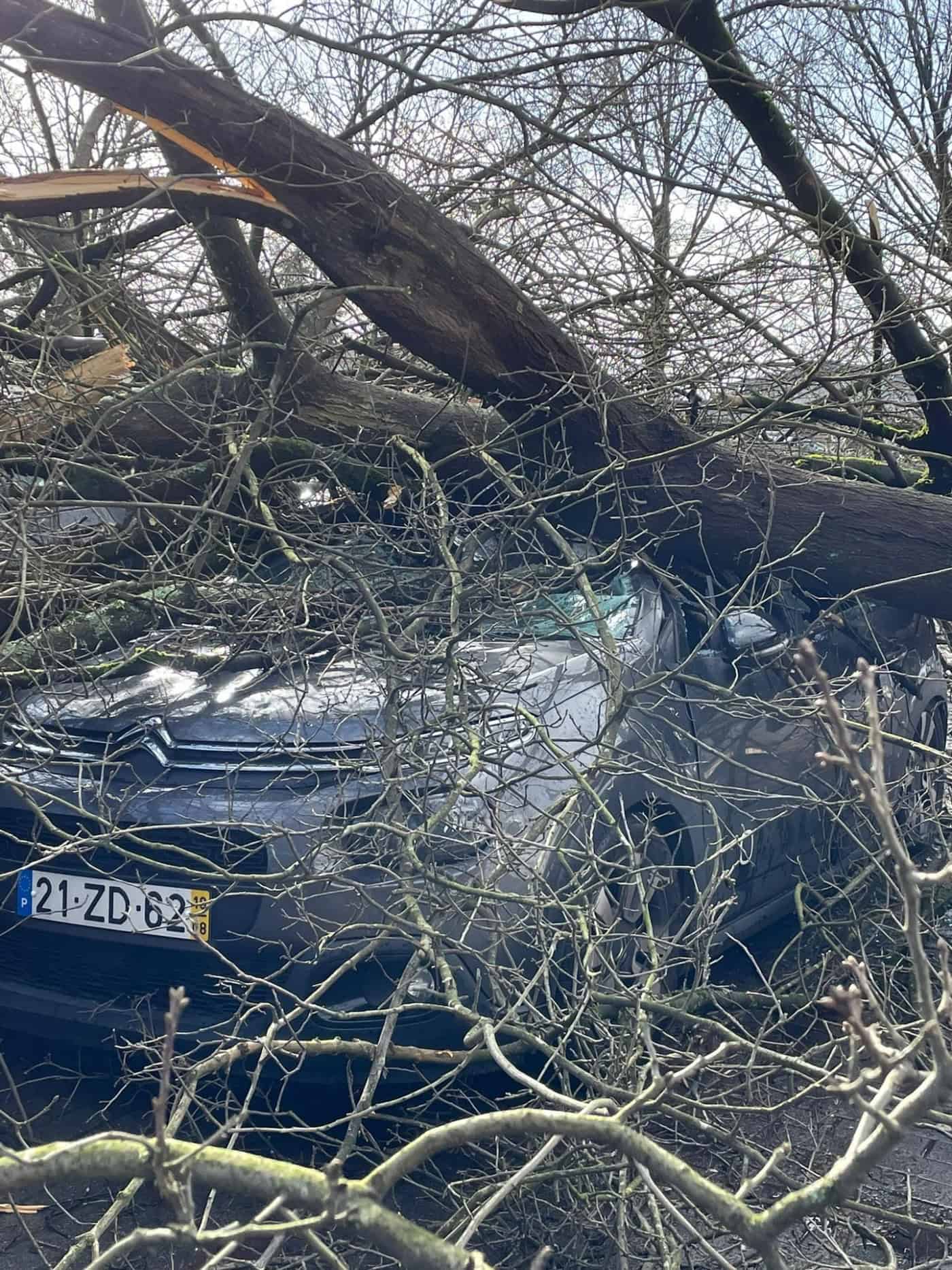Queda de árvore faz dois feridos em Vila Nova de Famalicão