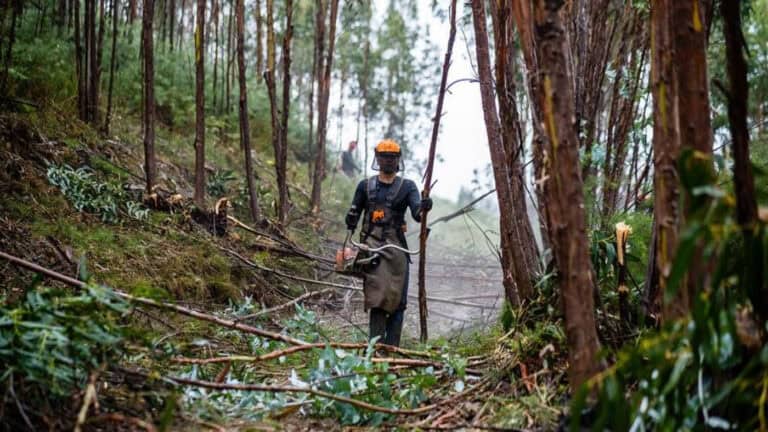 Investimento na floresta com evolução positiva mas insuficiente&nbsp;