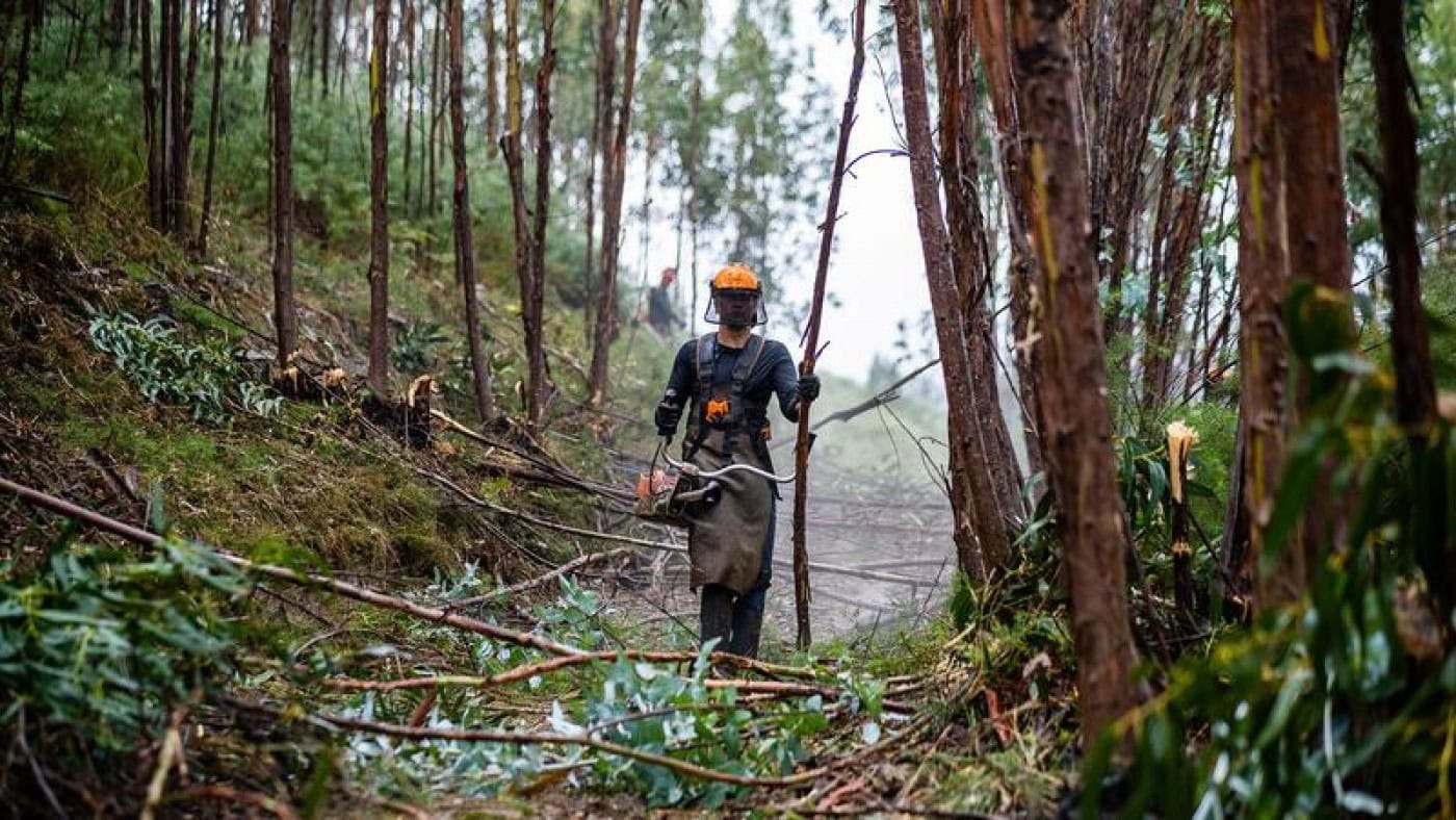 Investimento na floresta com evolução positiva mas insuficiente
