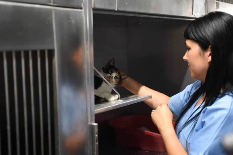 Programa de esterilização evitou o nascimento de 15 mil gatos em Braga