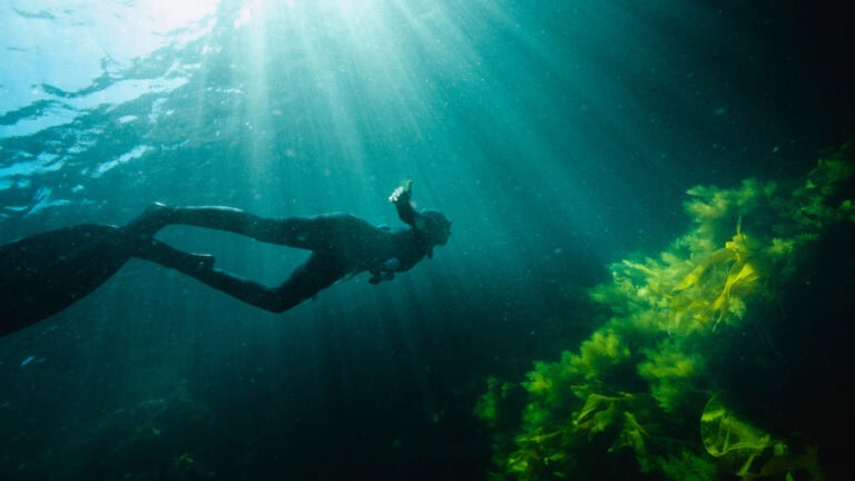 UMinho recebe Festival de cinema ambiental mais antigo do país