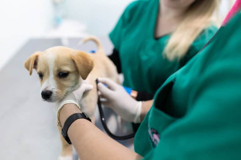 Assembleia Municipal dá luz verde ao Regulamento do Bem-Estar Animal de Braga