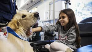 Projeto de cães de assistência ajuda profissionais de saúde do hospital S. João&nbsp;