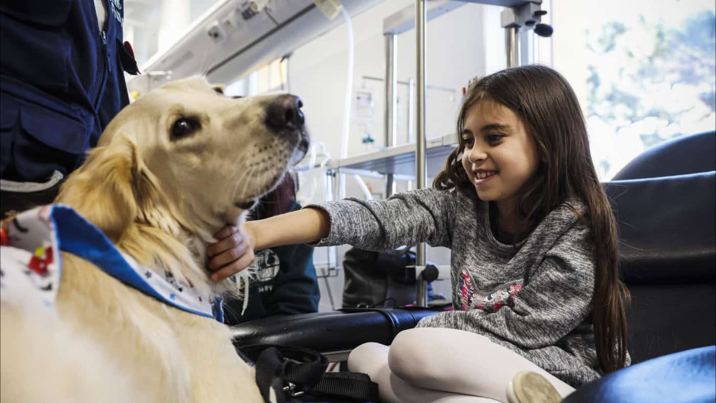 Projeto de cães de assistência ajuda profissionais de saúde do hospital S. João&nbsp;