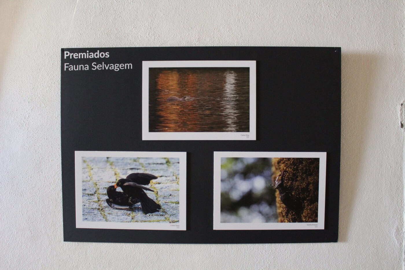 "O objetivo é que o concurso 'Braga Natural' seja uma referência a nível nacional"