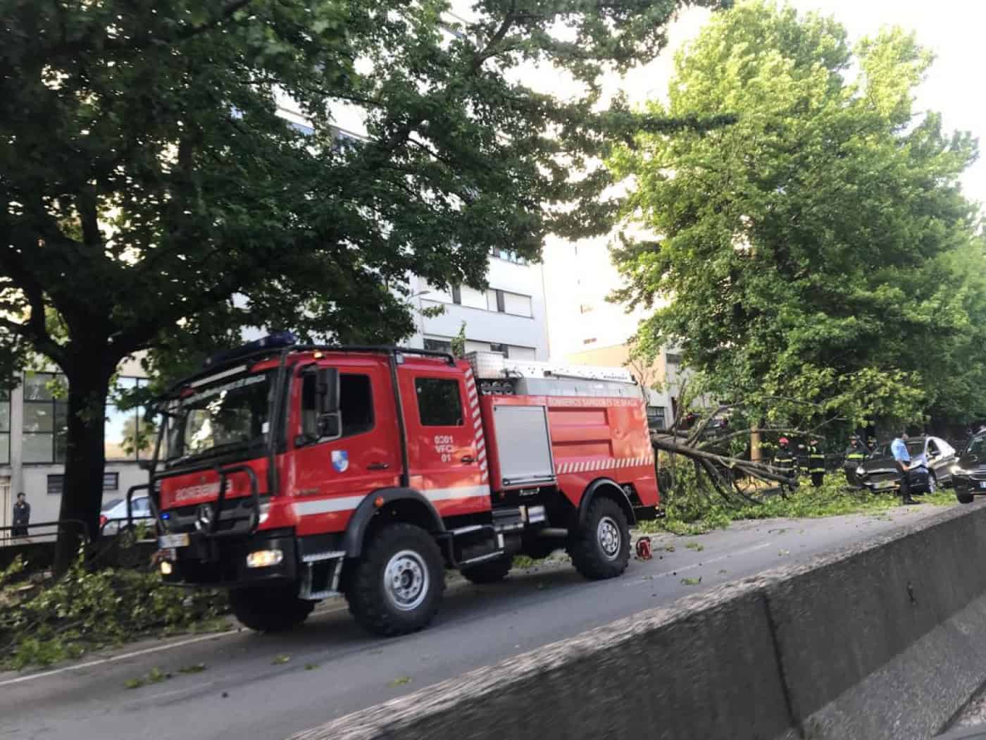 Queda de árvore na Avenida António Macedo danifica viatura e condiciona o trânsito