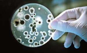 Comunidade mundial de microbiólogos passa uma semana na UMinho&nbsp;&nbsp;