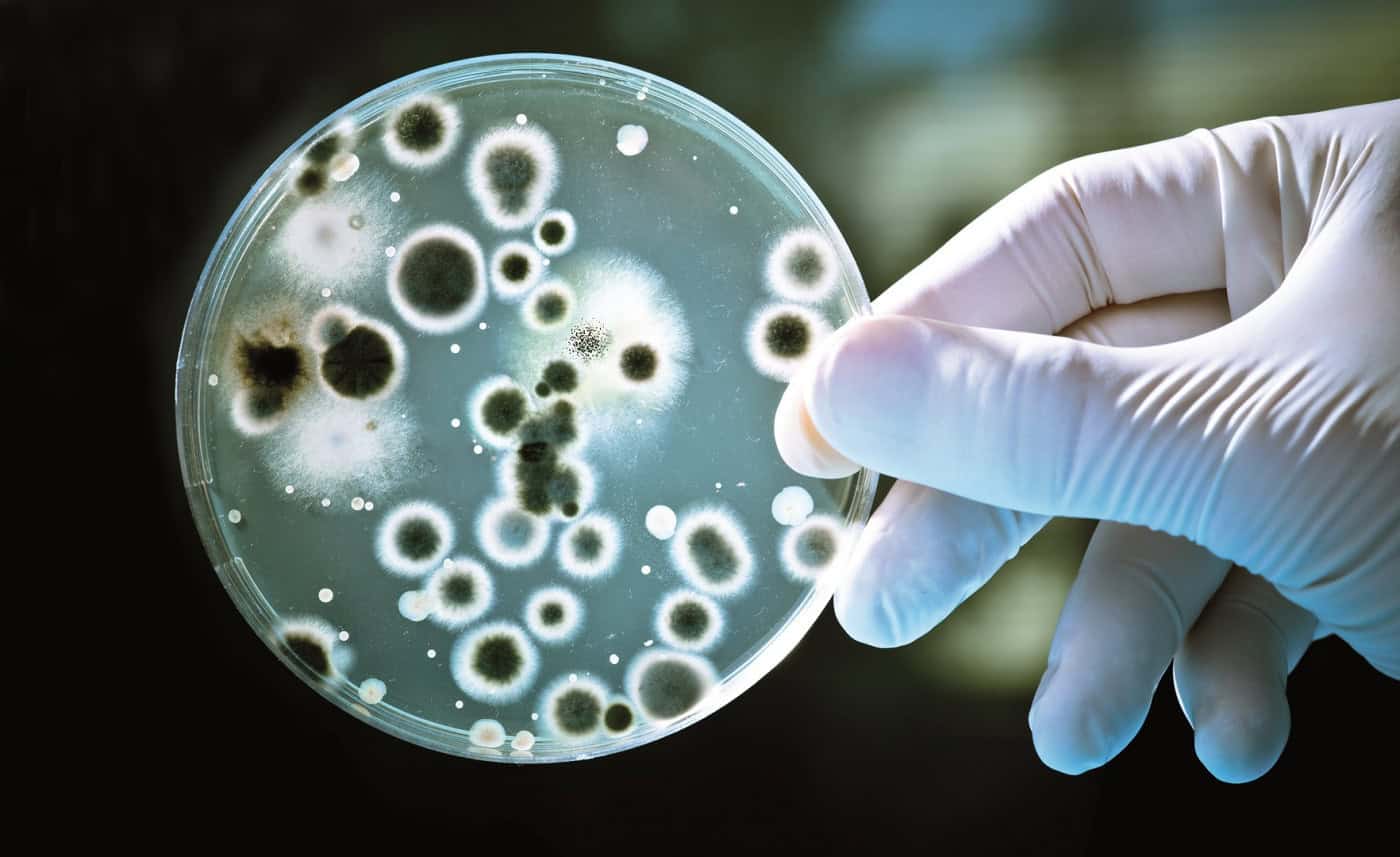 Comunidade mundial de microbiólogos passa uma semana na UMinho