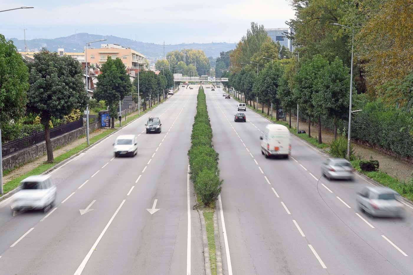 Câmara de Braga avança com abate e substituição de 35 árvores