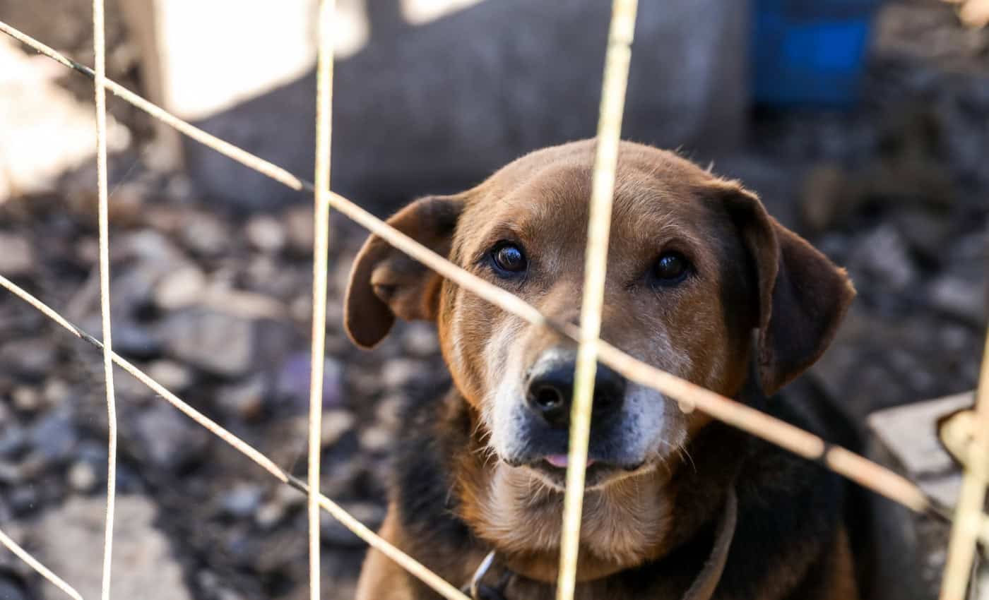 Municípios decidem esta semana se avançam com a construção do canil intermunicipal