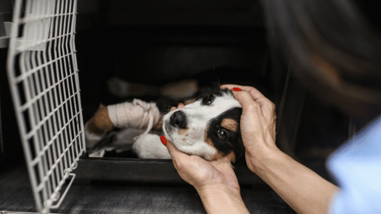 CMB disponibiliza apoios para&nbsp;serviços veterinários a animais domésticos de famílias carenciadas