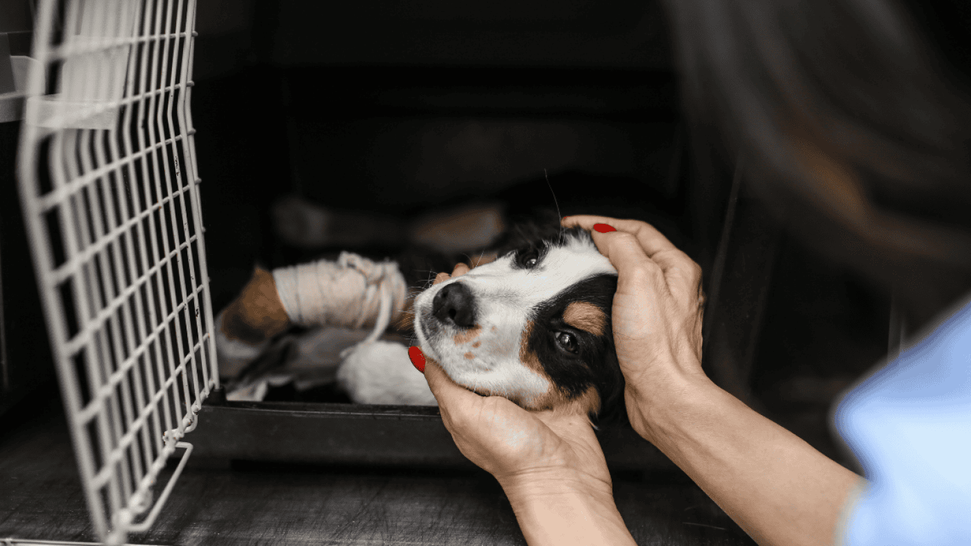 CMB disponibiliza apoios para serviços veterinários a animais domésticos de famílias carenciadas