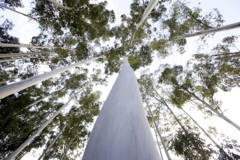Cidadãos convocam para domingo protestos em sete concelhos "pela floresta do futuro"