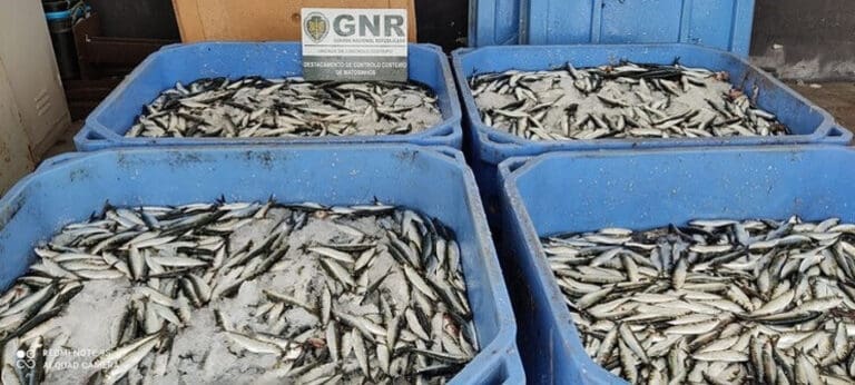 GNR apreende mais de 47 toneladas de sardinha e biqueirão em Esposende&nbsp;