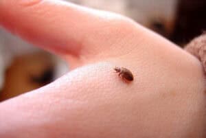 Moradores vivem “pesadelo e desespero” com praga de percevejos em Guimarães