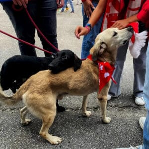 Quase 42 mil animais abandonados no ano passado&nbsp;