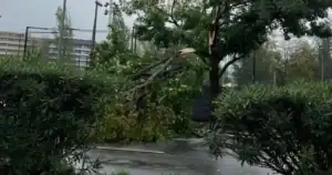 Queda de ramo de árvore de grande porte condiciona trânsito na zona da Rodovia