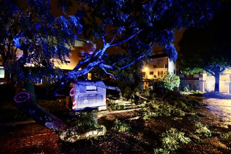 Queda de árvores entre as principais causas de ocorrências registadas a norte