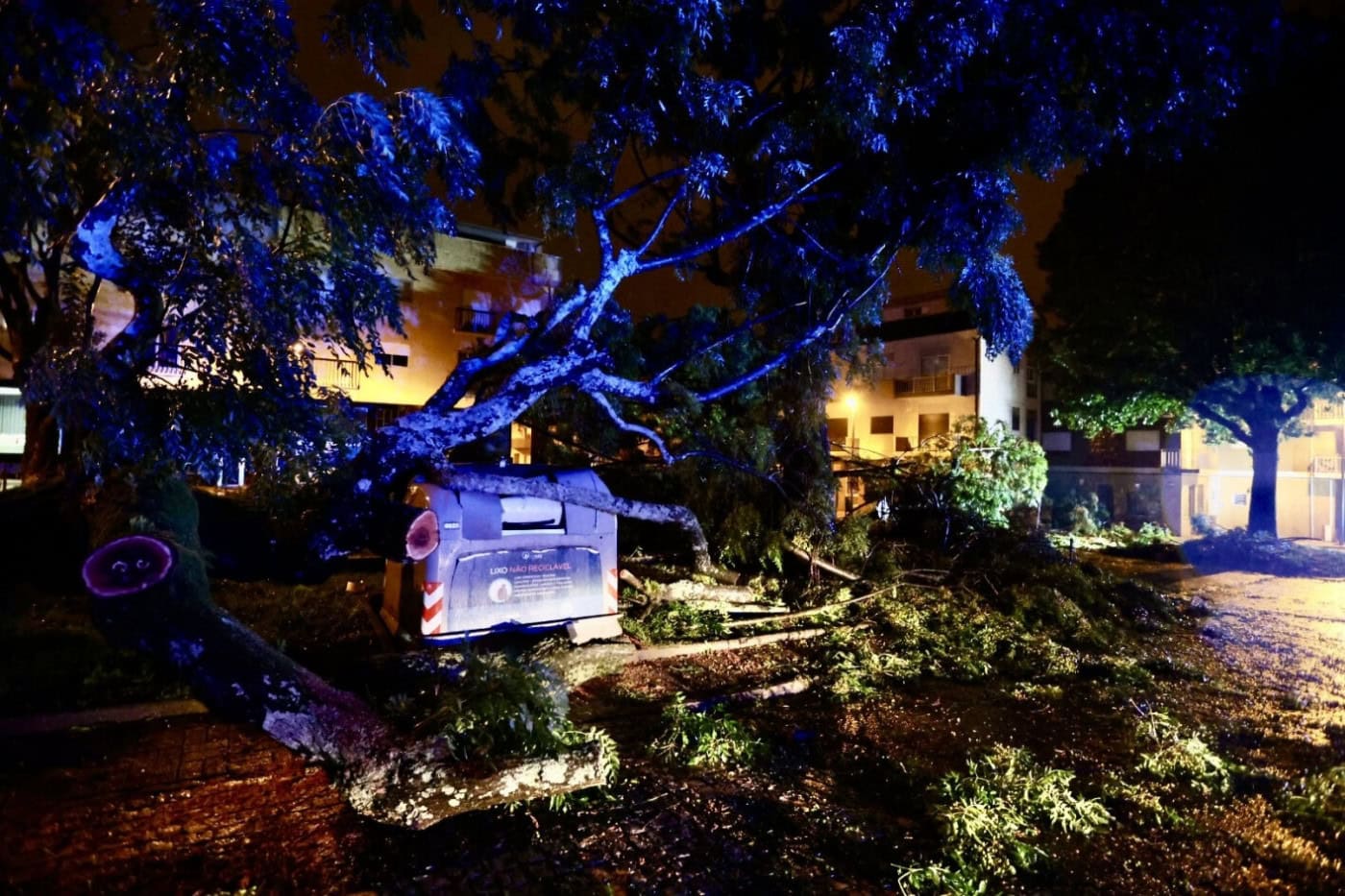 Queda de árvores entre as principais causas de ocorrências registadas a norte