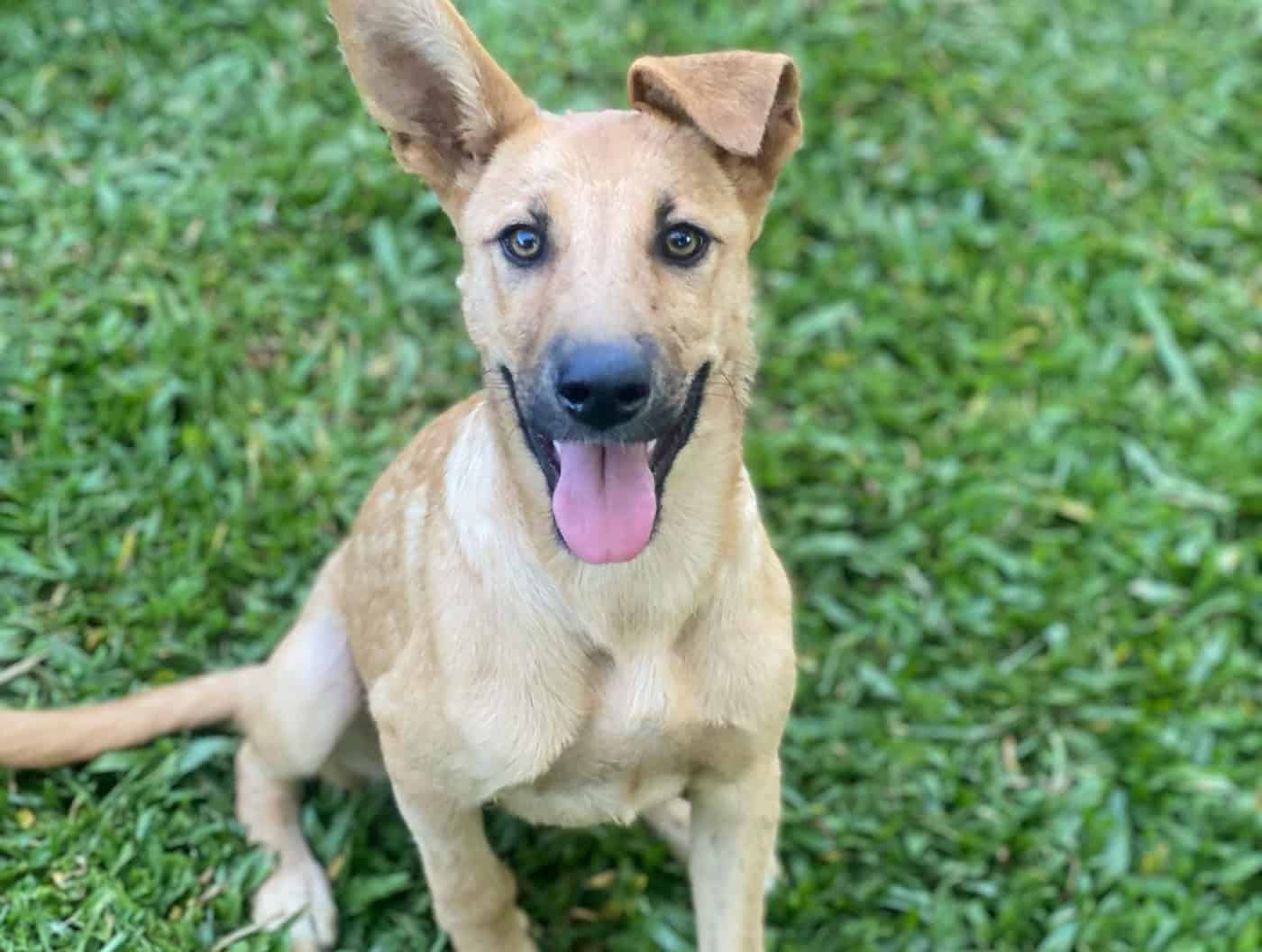 Associações zoófilas de Braga querem mais um veterinário ao serviço do município