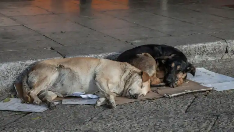 Mulher constituída arguida por abandonar animais na via pública em Braga