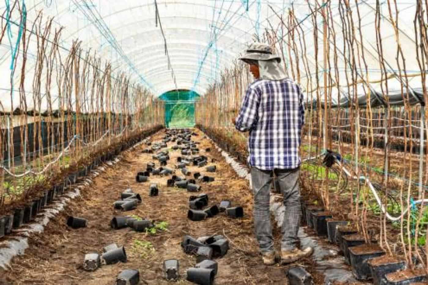 Dezenas de detidos em operação contra tráfico de seres humanos no Alentejo