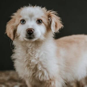 CRO Braga suspende adoção durante época festiva para evitar "devoluções ou abandono"