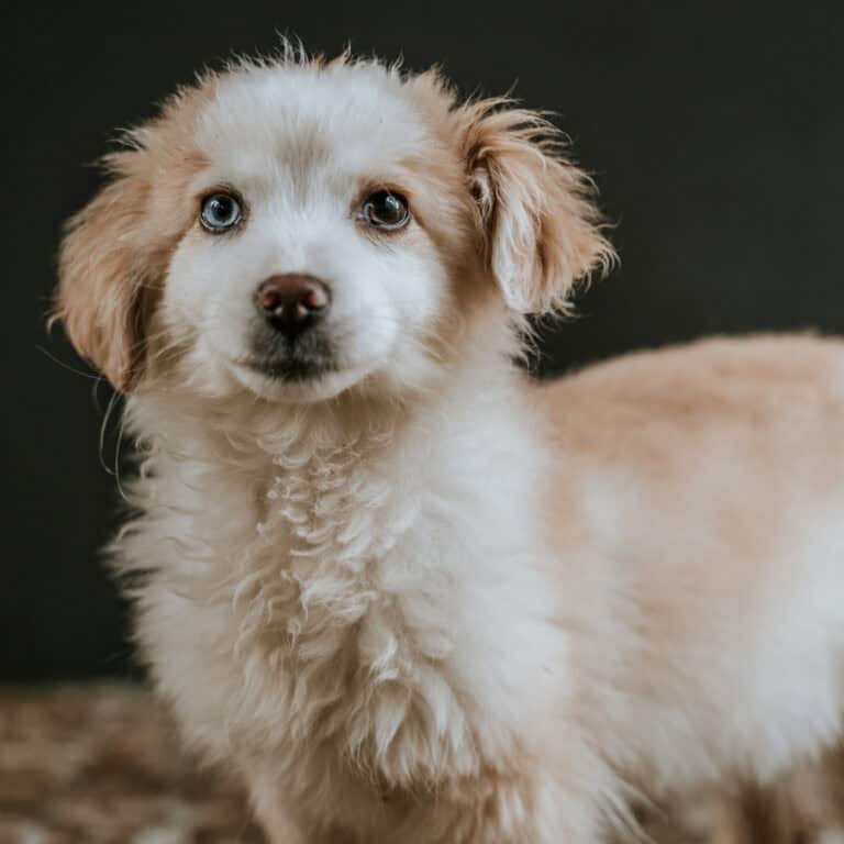 CRO Braga suspende adoção durante época festiva para evitar "devoluções ou abandono"