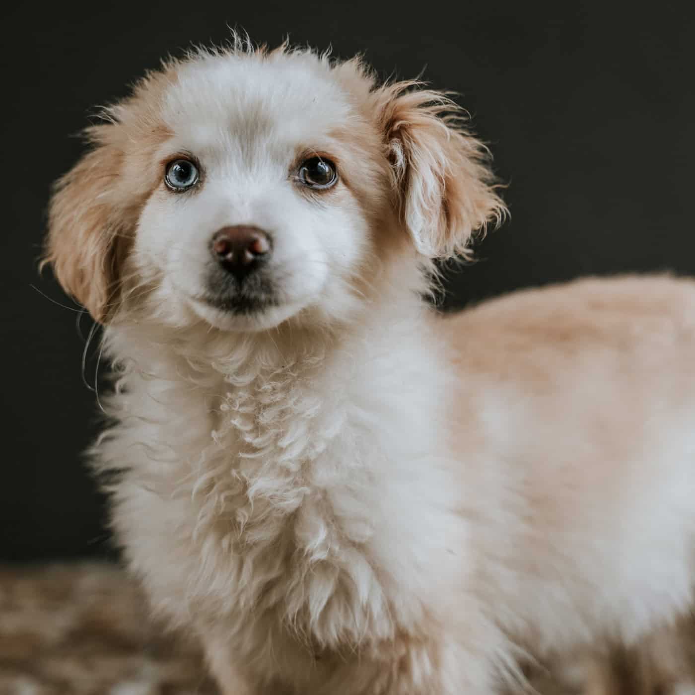 CRO Braga suspende adoção durante época festiva para evitar "devoluções ou abandono"