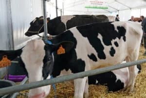 Braval será a única a norte a ter incinerador para animais de grande porte