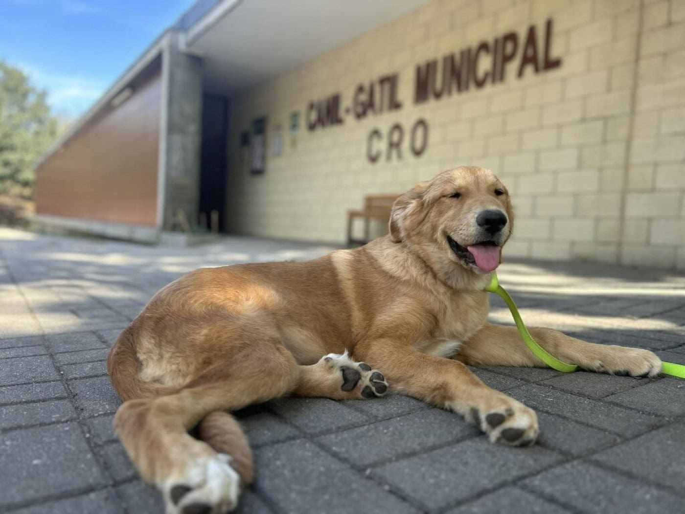 Ampliação do Centro de Recolha Oficial de Guimarães vai custar mais de 1,5 ME
