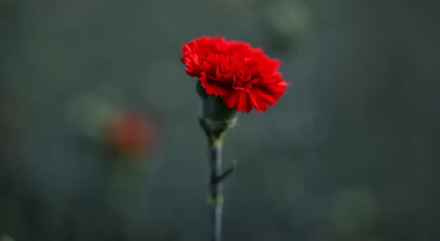 Portugal comemora 50 anos da Revolução dos Cravos com programa alargado