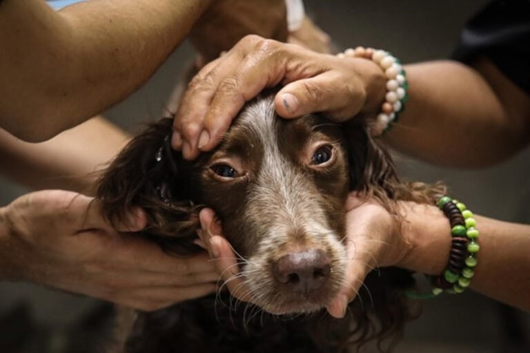Portugal continental tem quase um milhão de animais errantes
